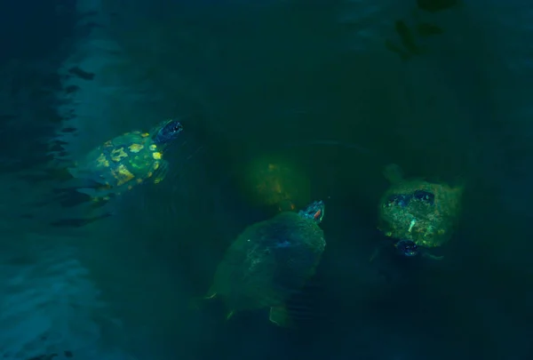 Čtyři Želvy Rybníce Veřejném Parku Woodlands — Stock fotografie