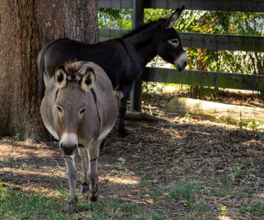 Montgomery 'de bir tarlada bir eşek, TX.