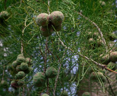 İlkbaharda bir gölet selvi ağacının tohum konilerini kapat, TX.
