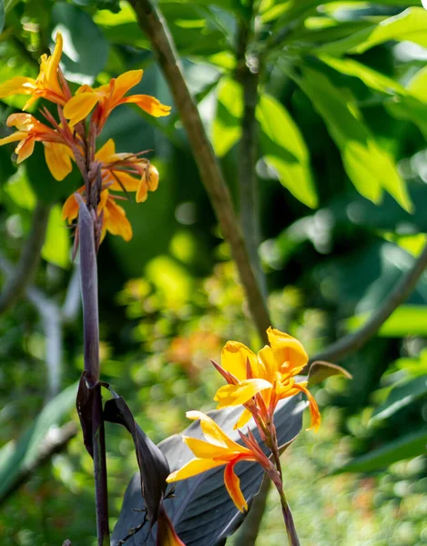 Baharda halka açık bir parkta çiçek açan bir Canna X bitkisi bulundu, TX.