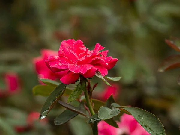 Knockout Rose Water Morning Dew Found Conroe Royalty Free Stock Images