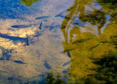  Gölde yüzen balıklar