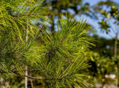 Ağaçtaki çam iğnelerinin izole edilmesi.