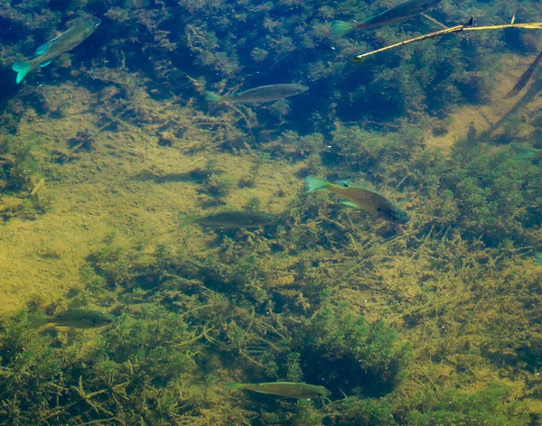 Рыбы Плавающие Пруду — стоковое фото
