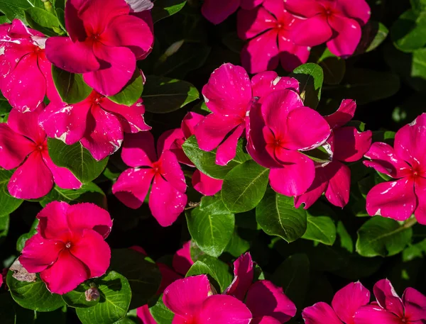 Conroe, TX 'deki halk parkındaki bahçede kırmızı çiçekler