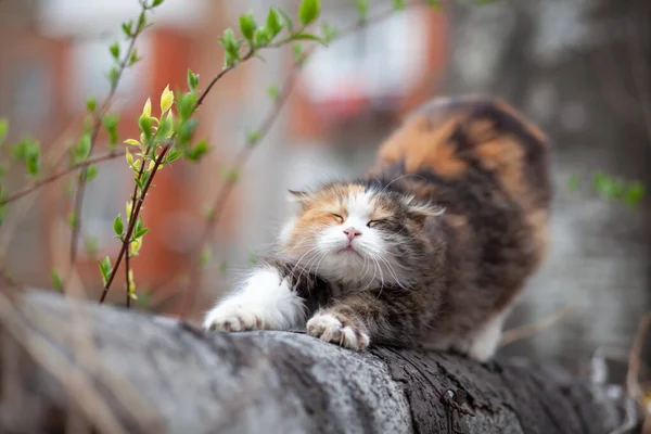 แมว Calico ในหญ — ภาพถ่ายสต็อก