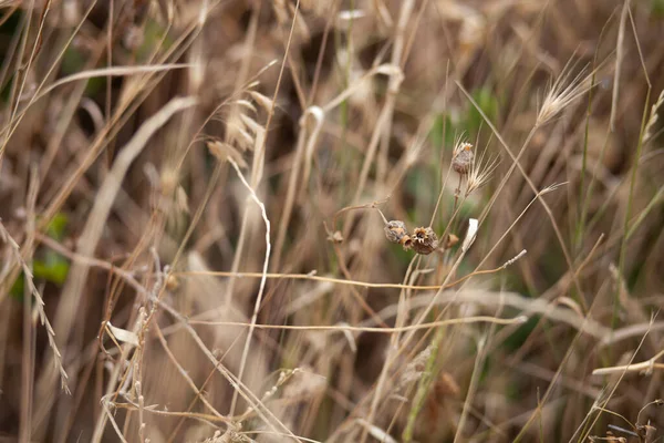 Rüzgarda kurumuş yabani ot
