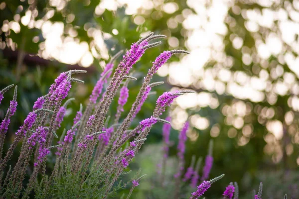 Bahçedeki lavanta çiçekleri