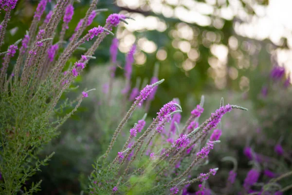 Bahçedeki lavanta çiçekleri
