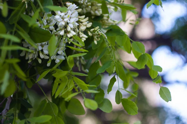 Baharda çiçek açan çekirge ağacı