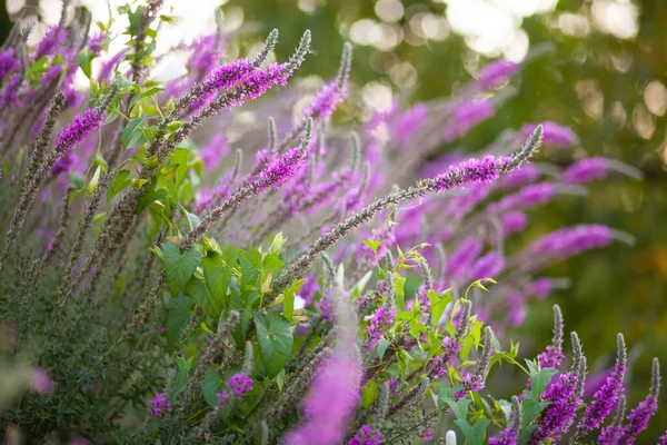 Bahçedeki lavanta çiçekleri