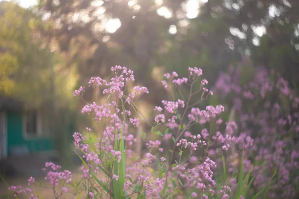 Gün batımında çiçekler