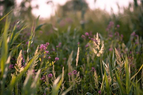 Gün batımında tarla çiçekleri