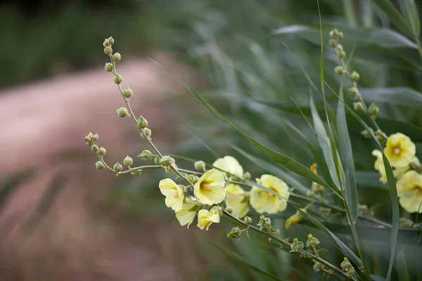 Yol kenarında sarı çiçekler.