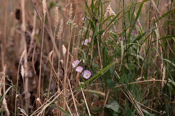 Çimenlerdeki yabani çiçekler