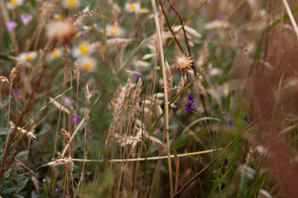 Tarla çiçekleri ve çimenler