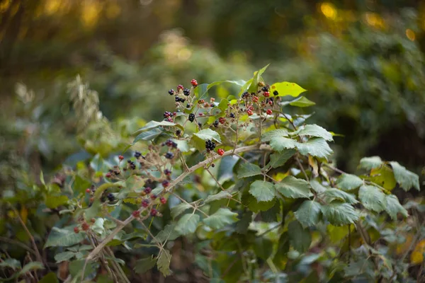 Siyah ve kırmızı böğürtlen. Bir dalda yabani meyve böğürtlenleri. Bir arkaplanda günbatımı bokeh ışığı