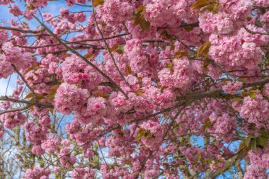 Asnieres, Fransa - 07 05 2019: Kiraz ağacı