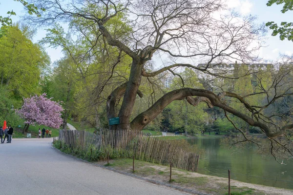 Paris França 2019 Park Buttes Chaumont Sophora — Fotografia de Stock