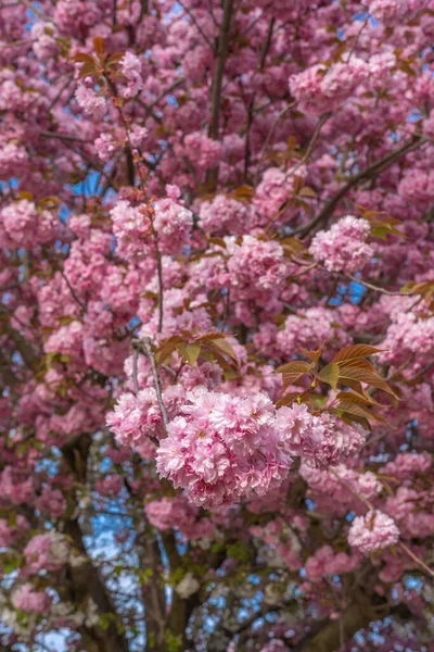 Asnieres Francie 2019 Třešeň — Stock fotografie