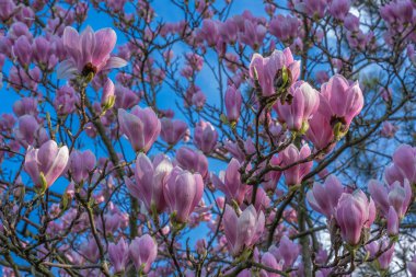 Gennevilliers, Fransa - 03: 15 2020: Bahar AP gibi çiçek açan doğa