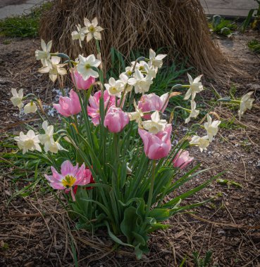 Gennevilliers, Fransa - 04 11 2020: Renkli laleler