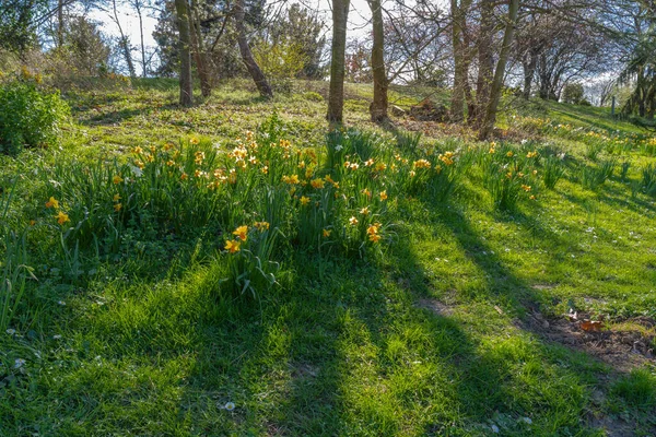 Gennevilliers Francia 2020 Natura Fiore Come Primavera — Foto Stock