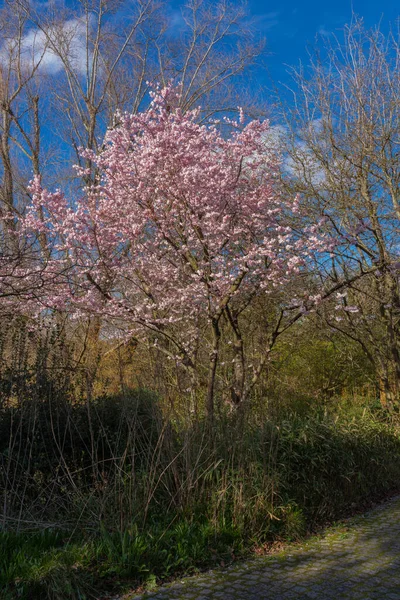 Gennevilliers Francja 2020 Natura Kwitnie Jak Wiosna — Zdjęcie stockowe