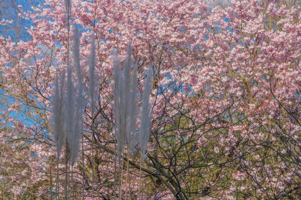 Gennevilliers França 2020 Natureza Flor Como Primavera — Fotografia de Stock