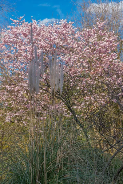 Gennevilliers França 2020 Natureza Flor Como Primavera — Fotografia de Stock