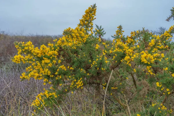 Gouville France 2018 Θάμνος Dune Και Ορεινός Όγκος — Φωτογραφία Αρχείου