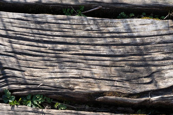 Gennevilliers Francia 2020 Detalle Trozo Madera — Foto de Stock