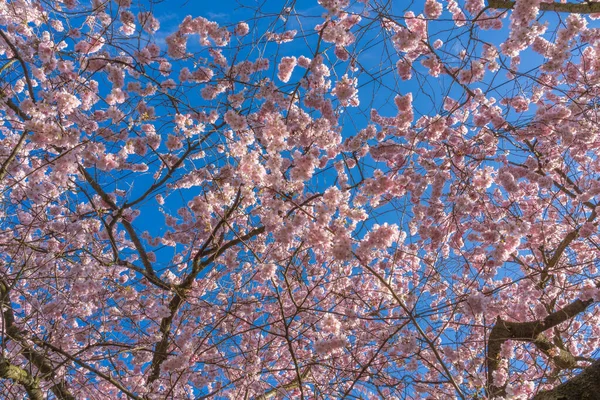 Gennevilliers Francie 2020 Příroda Rozkvětu Jako Jarní — Stock fotografie