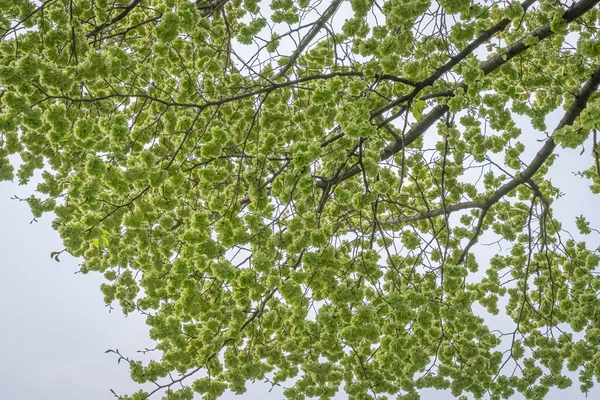 Gennevilliers Frankrijk 2020 Wandeling Een Park Rond Mijn Hom — Stockfoto