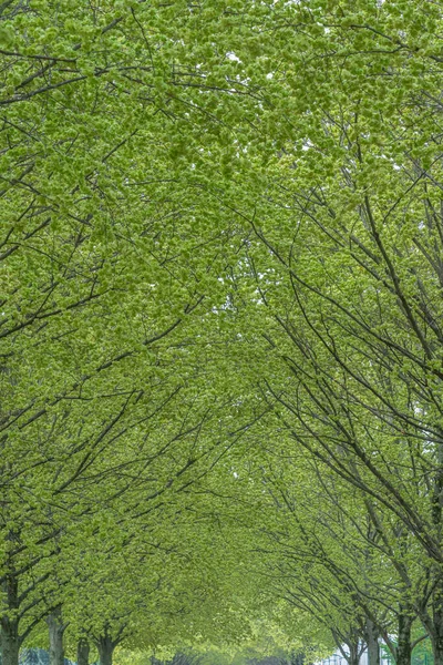 Gennevilliers Fransa 2020 Çiçek Açan Ağaçlarla Park — Stok fotoğraf