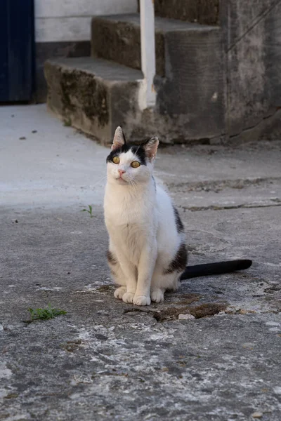 Langrune Sur Mer Γαλλία 2020 Ασπρόμαυρη Γάτα Ξαπλωμένη Στην Αυλή — Φωτογραφία Αρχείου