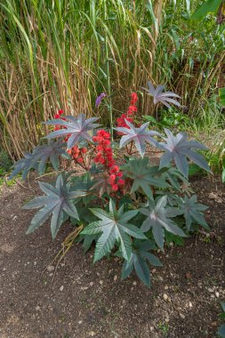 Arc-et-Senans, Fransa - 08 31 2020: Royal Saltworks of Arc-et-Senans. Bahçe