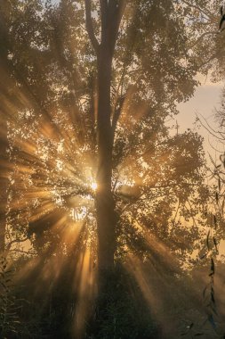 Alencon, Fransa - 10 03 2020: Sis ve güneş sabahında nehir kenarı