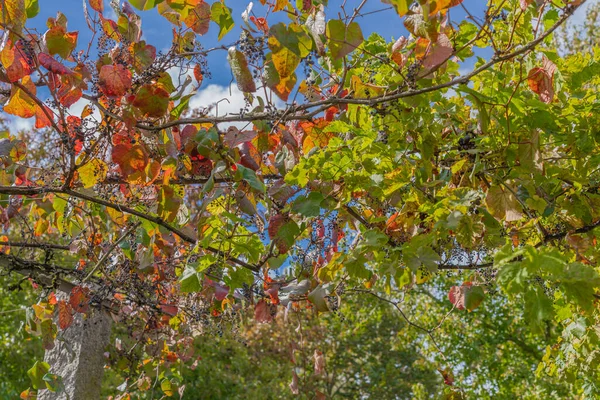 Alencon Fransa 2020 Sonbaharda Kırmızıya Boyanmış Sarmaşık Yaprakları — Stok fotoğraf