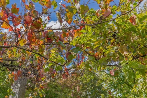 Alencon Francia 2020 Hojas Vid Enrojecidas Otoño — Foto de Stock