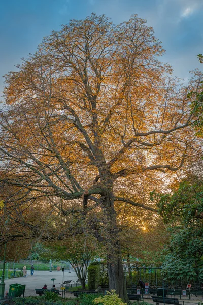 París Francia 2020 Hora Dorada Parc Monceau Otoño — Foto de Stock