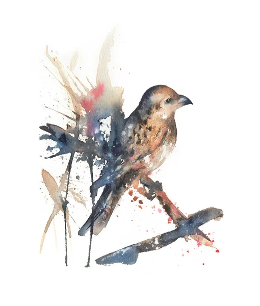 Acuarela Americana Cascanueces Ilustración Pájaro Dibujado Mano Sentado Una Rama — Foto de Stock