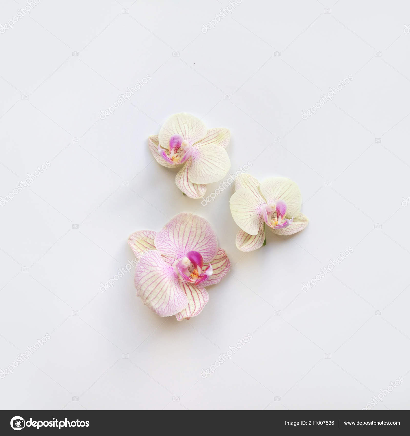 Flat Lay Composition Orchid Flowers Space Text Artwork White Background Stock Photo C Lumitar 211007536