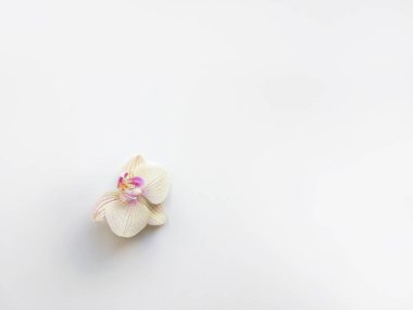 Orkide çiçekleri ve alan metin veya resim, beyaz arka plan düz yatıyordu kompozisyonu. İş için hafif üstten görünüm fotoğraf