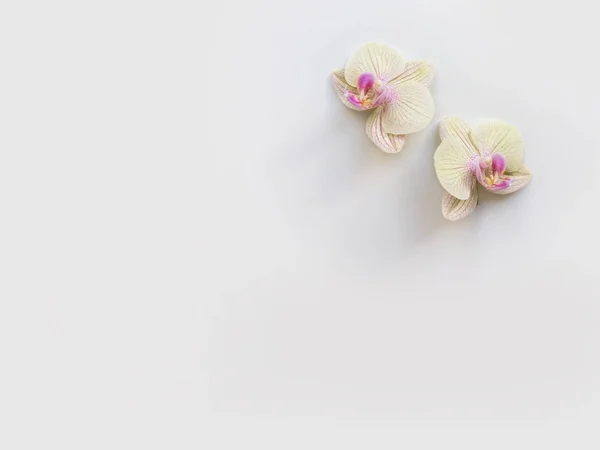 Composizione Laica Piatta Con Fiori Orchidea Spazio Testo Opere Arte — Foto Stock