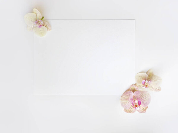 Flat lay composition with orchid flowers and blank paper sheet for text or artwork, white background. Light top view photo for business