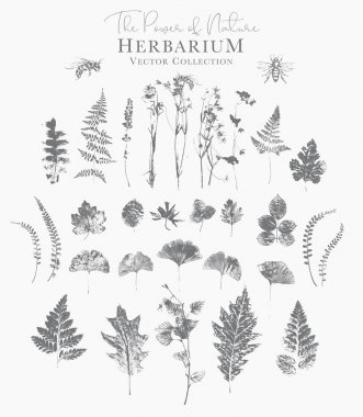 Kurutulmuş otlar ve doğal bitkiler ve arılar Seti - herbaryum logosu 