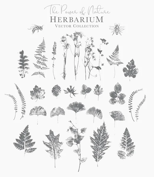 Szárított fűszernövények és természetes növények halmaza és méhek-herbáriumi logója — Stock Vector