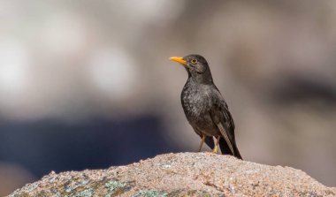 Chiguanco ardıç kuşu kayanın üzerinde duruyor, resmin sağında ve sola bakıyor, tamamen odaklanmamış bir arkaplanı var..