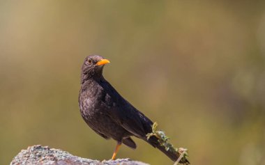Kayanın üzerinde duran Song Thrush 'un yakın çekimi, görüntünün solunda, kafası dönük ve tamamen odaklanmamış bir arkaplan ile sağa bakıyor..